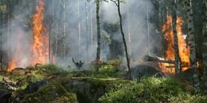 Waldbrand
